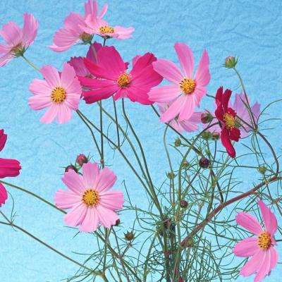 澳门威斯尼斯WNS888入口截图